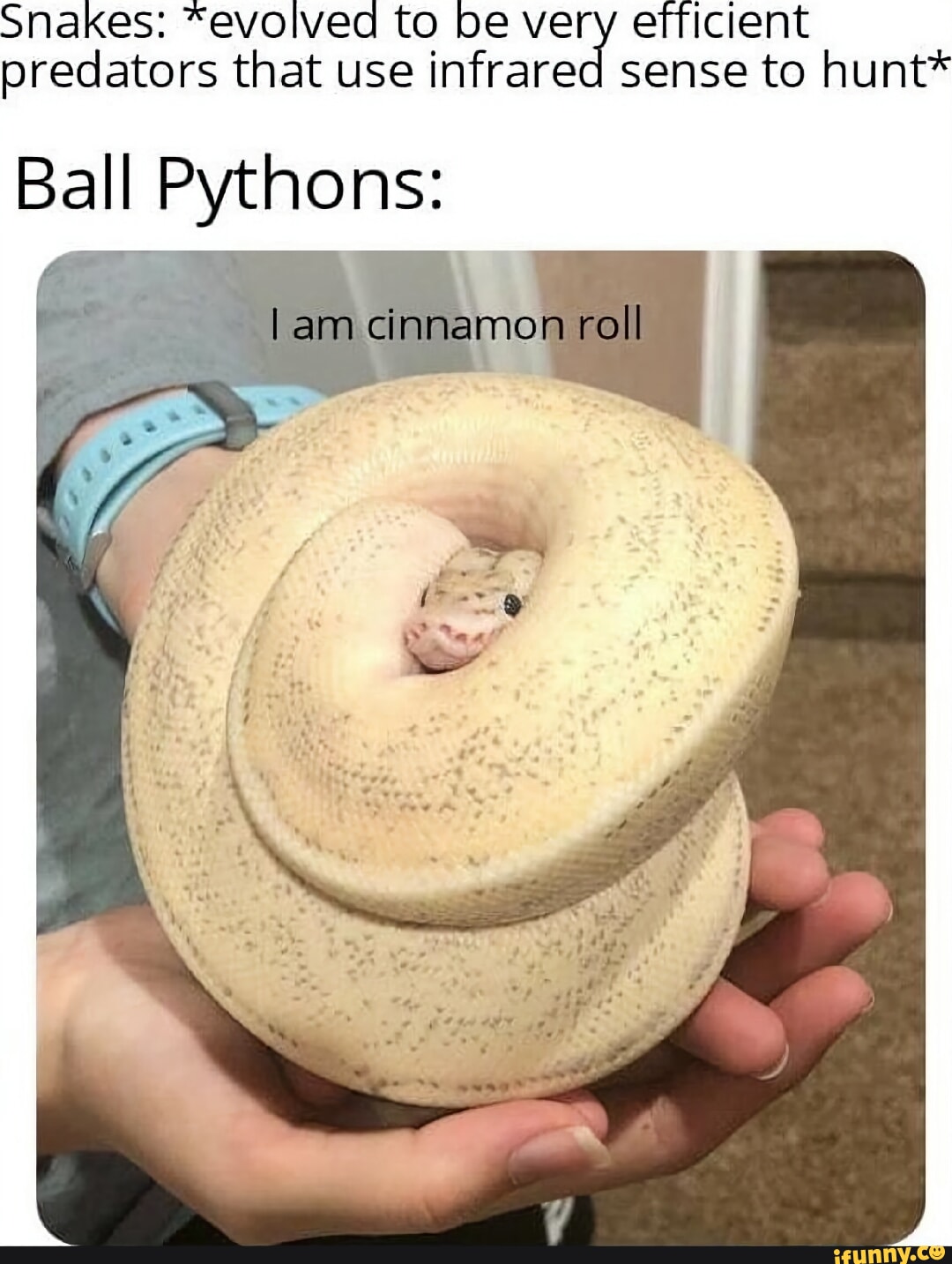 Snakes: *evolved to be very efficient predators that use infrared sense ...