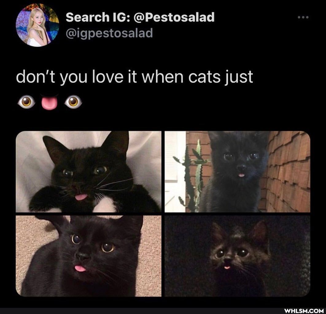 Search IG: @Pestosalad
@igpestosalad
don't you love it when cats just ow OO