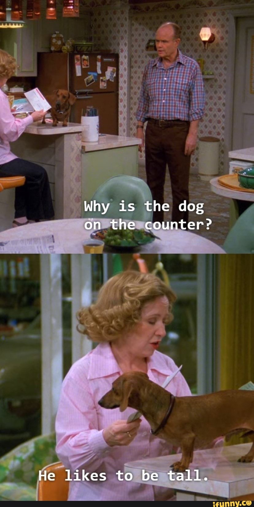 Why Is The Dog On The Counter He Likes To Be Tall IFunny why-is-the-dog-on-the-counter-he-likes-to-be-tall-ifunny