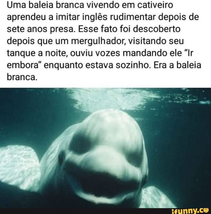 Uma baleia branca vivendo em cativeiro aprendeu a imitar inglês rudimentar depois de sete anos presa. Esse fato foi descoberto depois que um mergulhador, visitando seu tanque a noite, ouviu vozes mandando ele "lr embora" enquanto estava sozinho. Era a baleia branca.