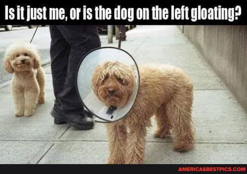 Isitjust me, or is the dog on the left gloating?