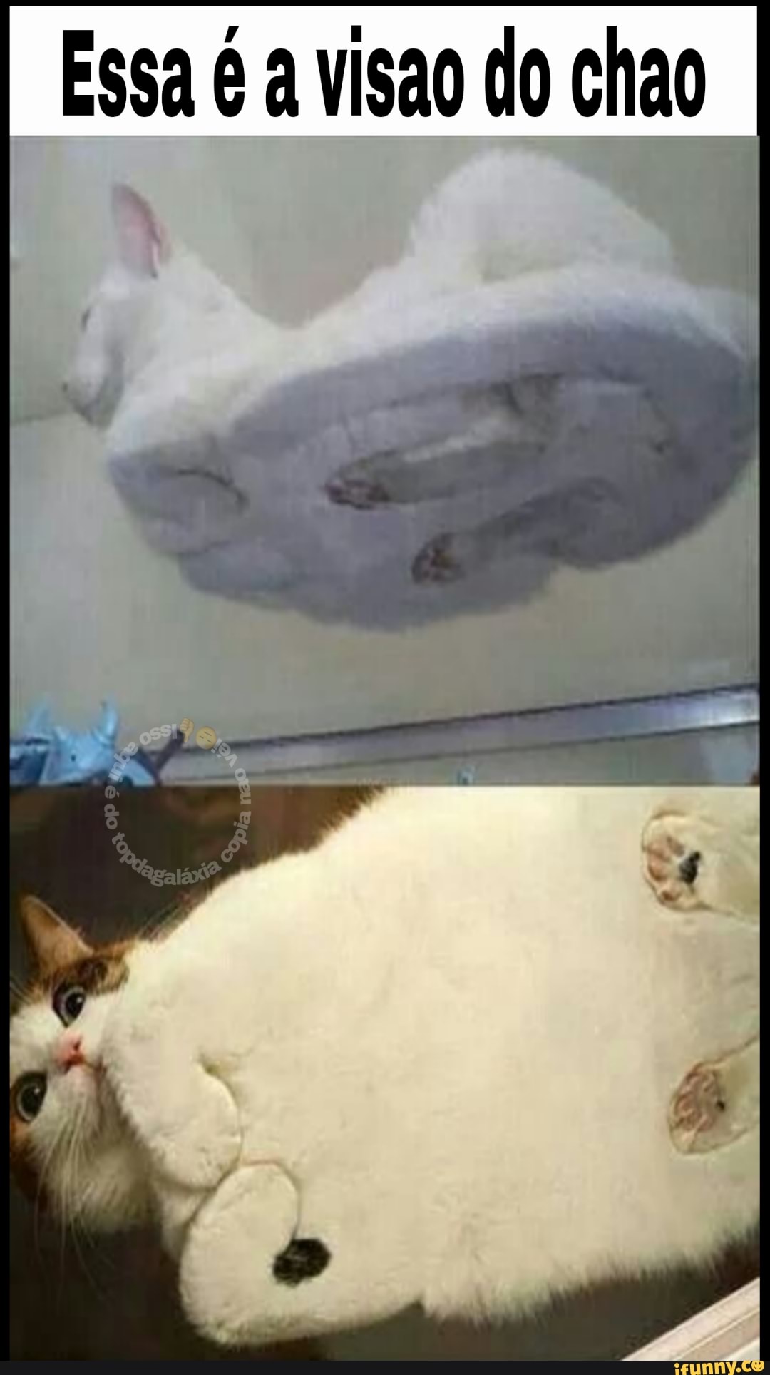 "Essa a visao do chao