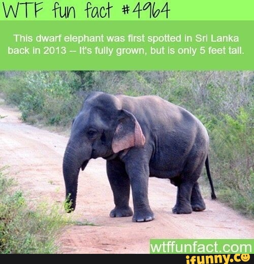 WTF fun fact This dwarf elephant was first spotted in Sri Lanka back in