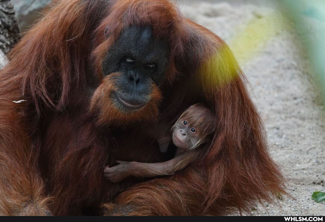 nature, germany, orangutan, baby_animals, aww