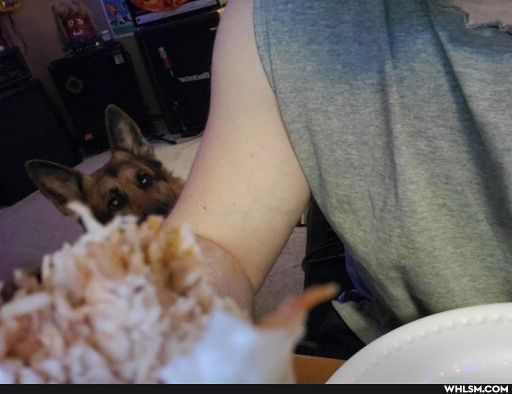 dog, food, shameless_begging