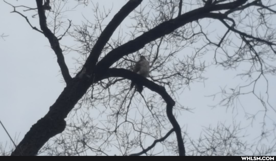 photography, birds, osprey