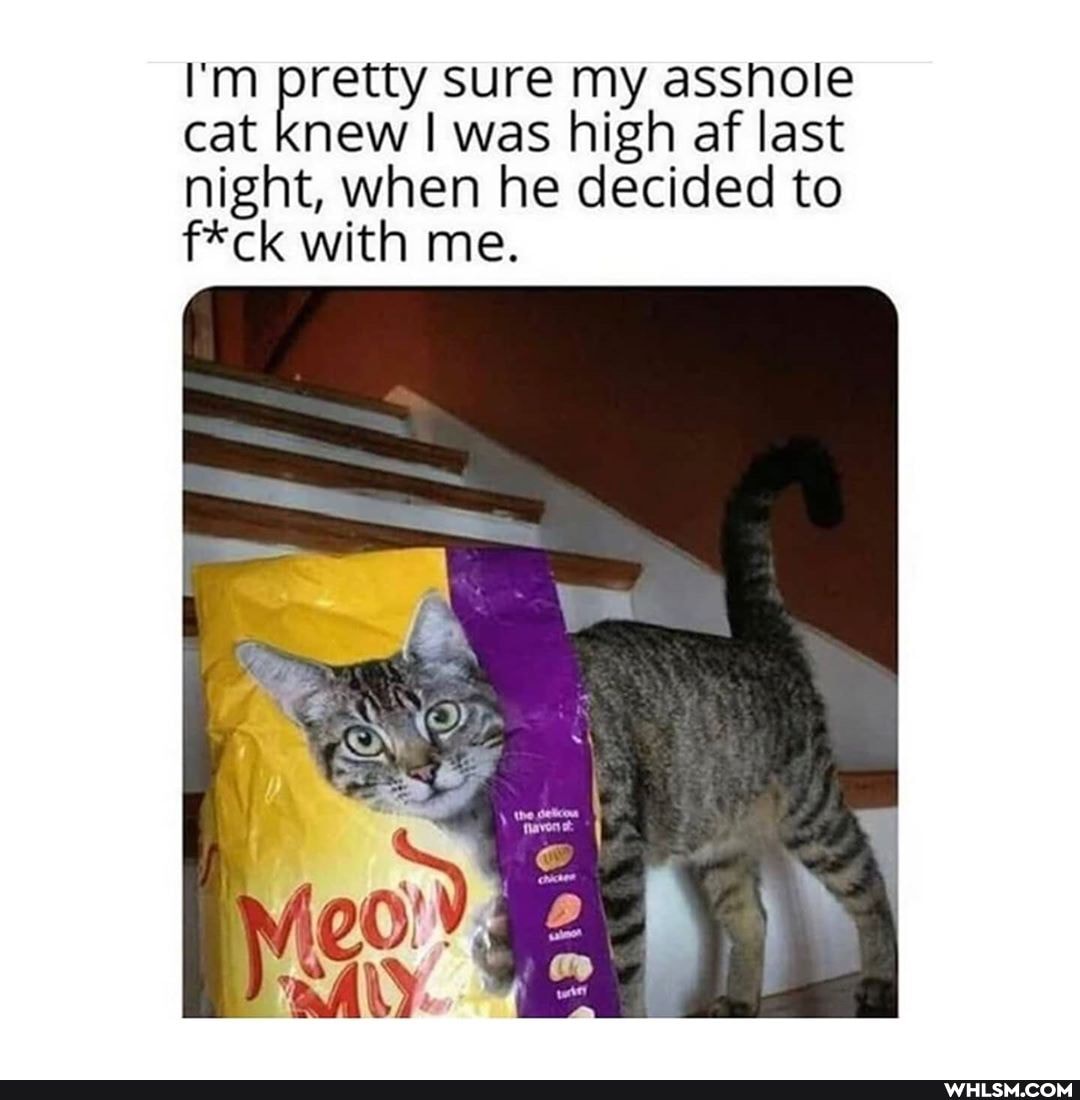 I'm pretty sure my asshole cat Knew I was high af last night, when he decided to f*ck with me.