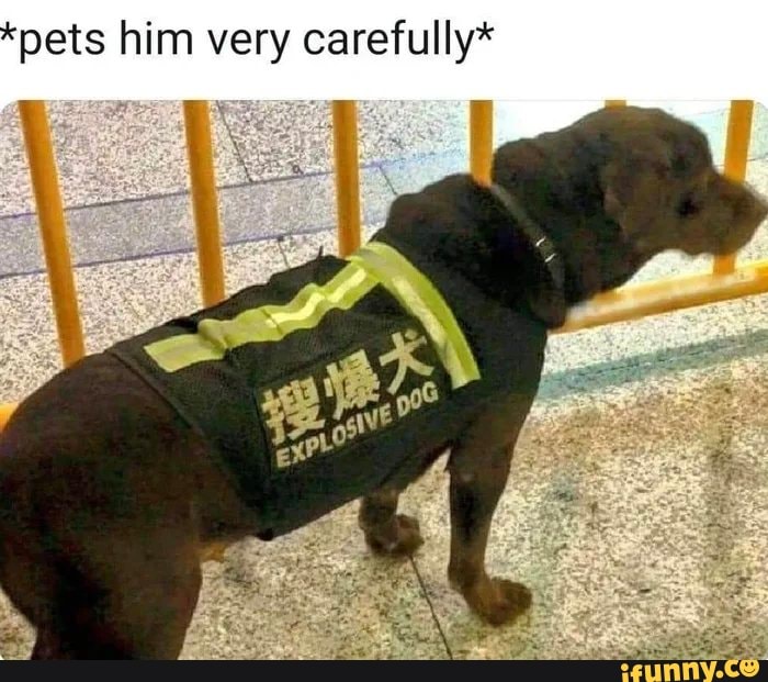*pets him very carefully*