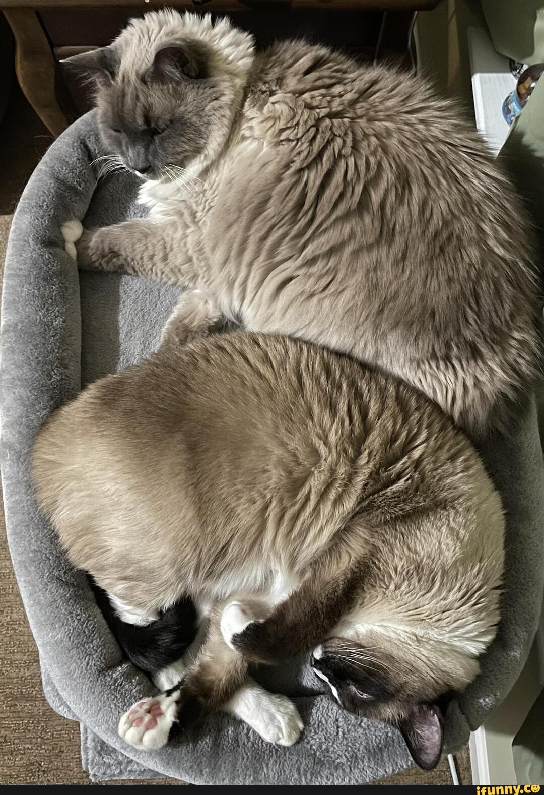 Snowshoe_cat memes. Best Collection of funny Snowshoe_cat pictures on