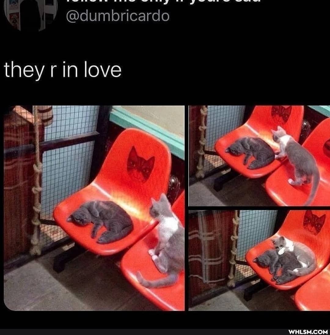they rin love