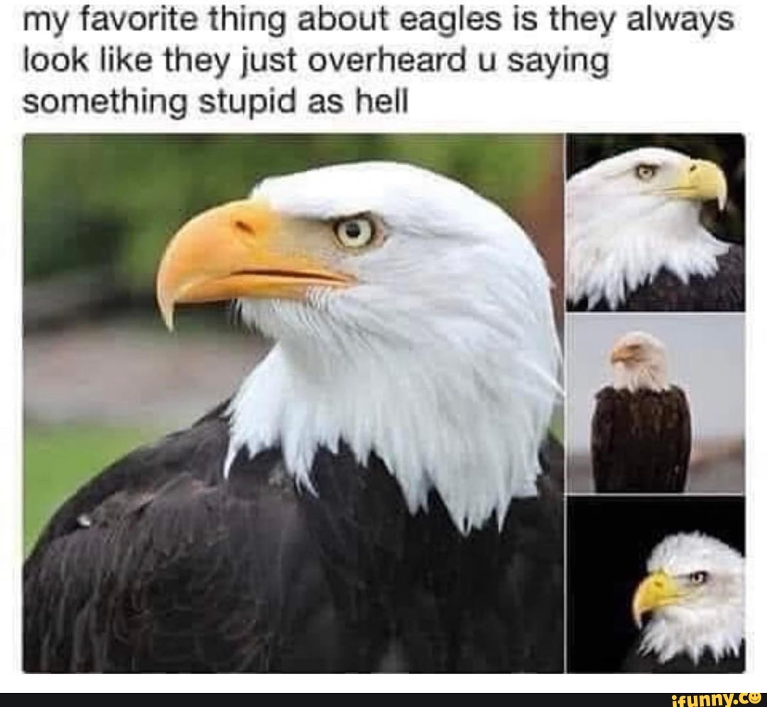 What does an eagle dick look like