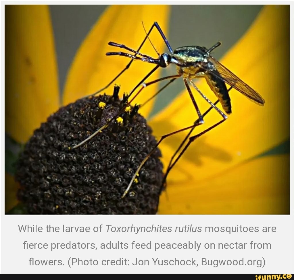 While the larvae of Toxorhynchites rutilus mosquitoes are
fierce predators, adults feed peaceably on nectar from
flowers. (Photo credit: Jon Yuschock, Bugwood.org)
