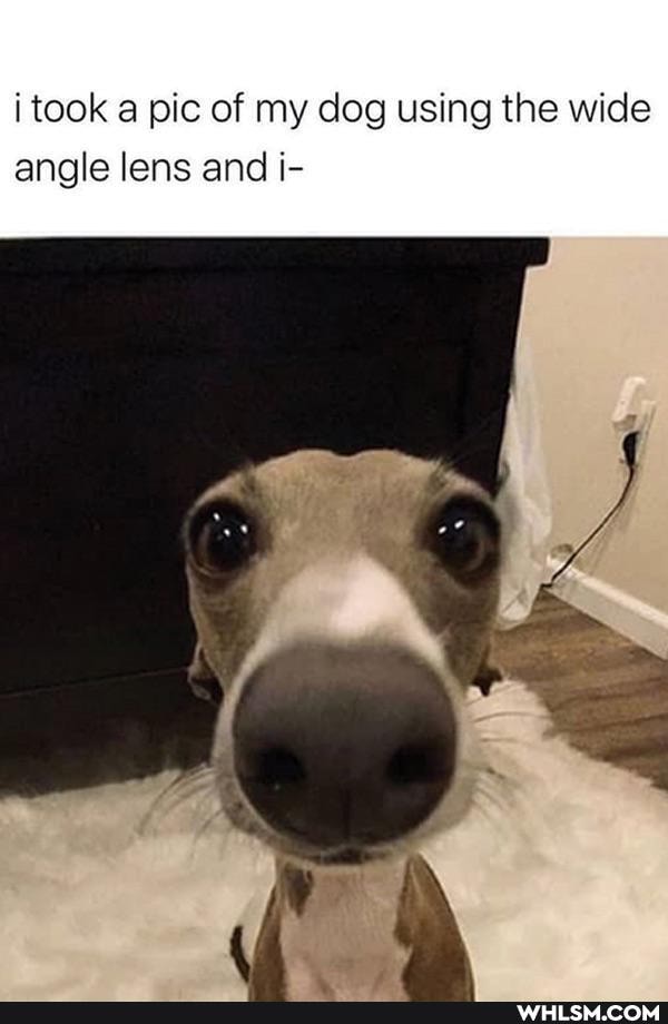 Wireless doorbells sitting on their chargers WHLSM