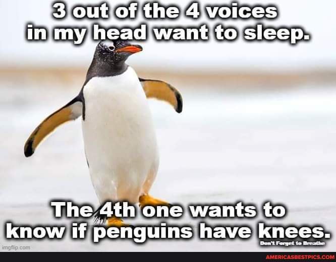 3 Out Of The 4 Voices My Head Want To Sleep The One Wants To Know If Penguins Have Knees America S Best Pics And Videos