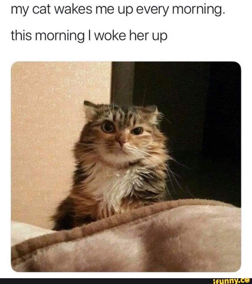 2 - my cat wakes me up every morning. this morning I woke her up - iFunny