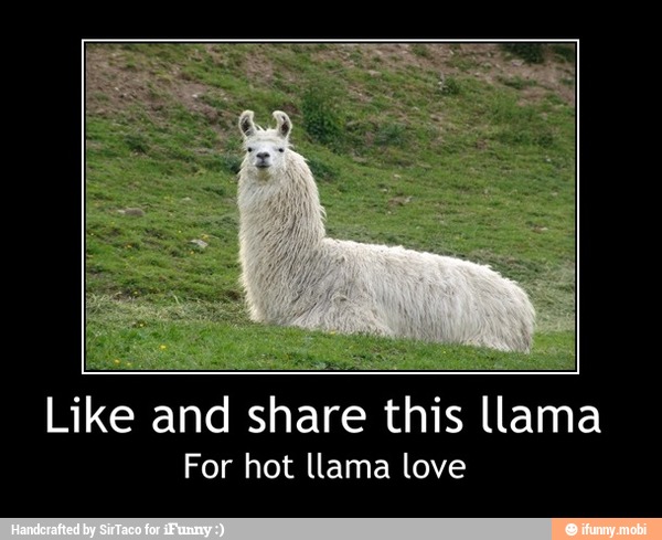 Like and share this llama
For hot llama love - Like and share this llama
For hot llama love