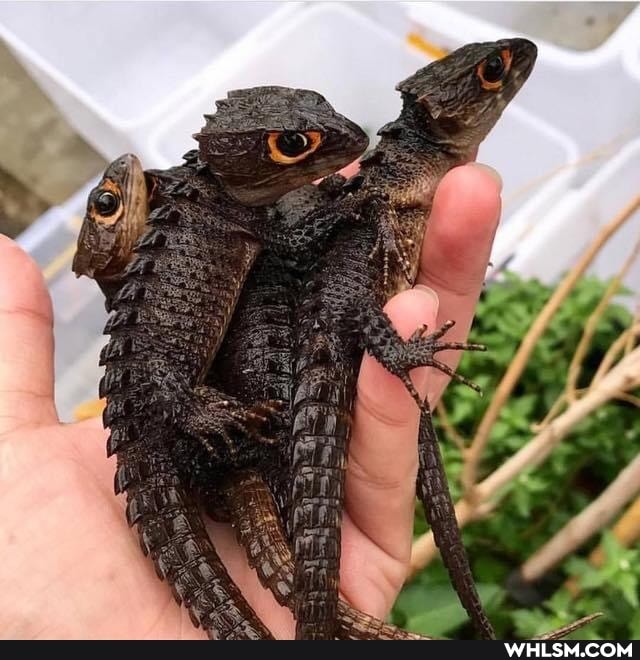 pets, baby_animals, lizard, dragon