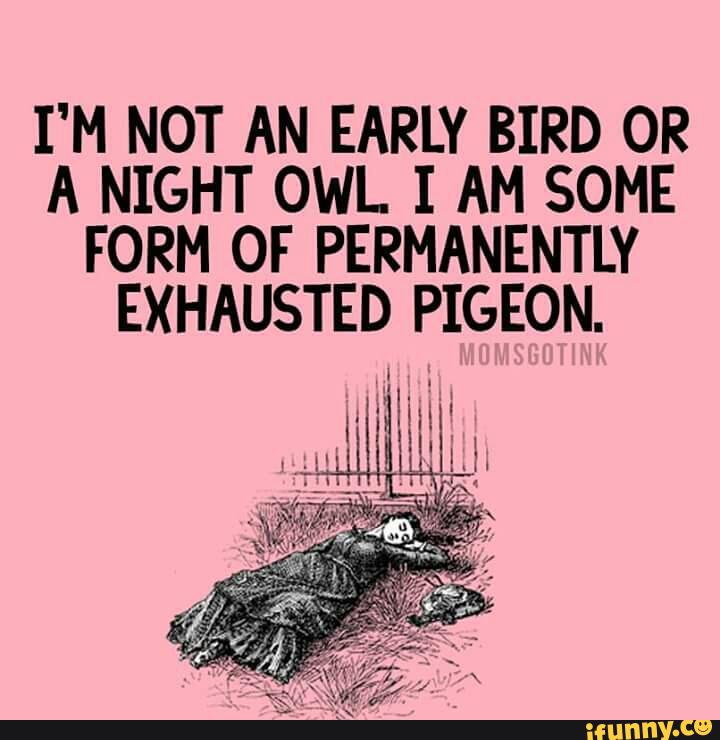 I M Not An Early Bird Or A Night Owl I Am Some Form Of Permanently Exhausted Pigeon Ifunny