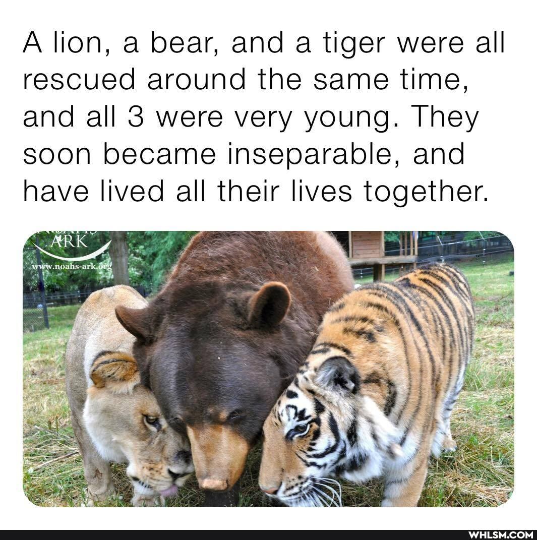 A lion, a bear, and a tiger were all rescued around the same time, and all 3 were very young. They soon became inseparable, and have lived all their lives together.