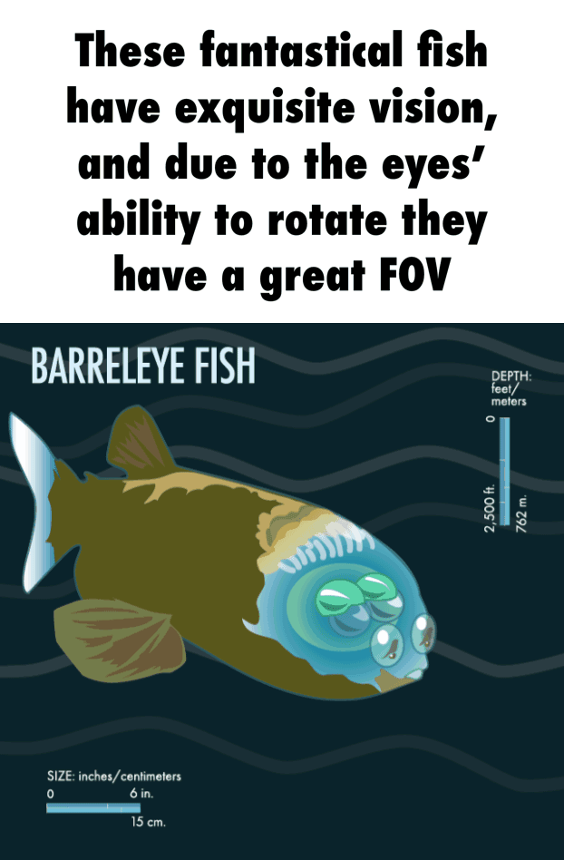 These fantastical fish have exquisite vision, and due to the eyes ...