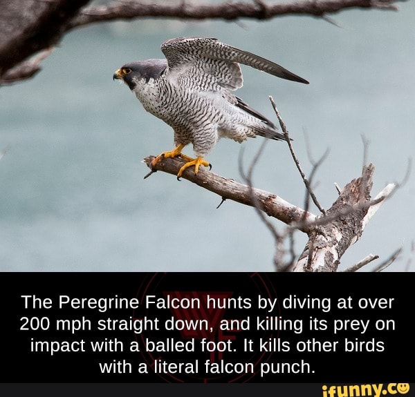 The Peregrine Falcon Hunts By Diving At Over 200 Mph