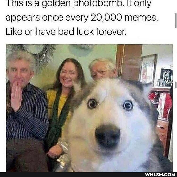 INIS IS a goiaen pnotopomp. It Only appears once every 20,000 memes.
Like or have bad luck forever.