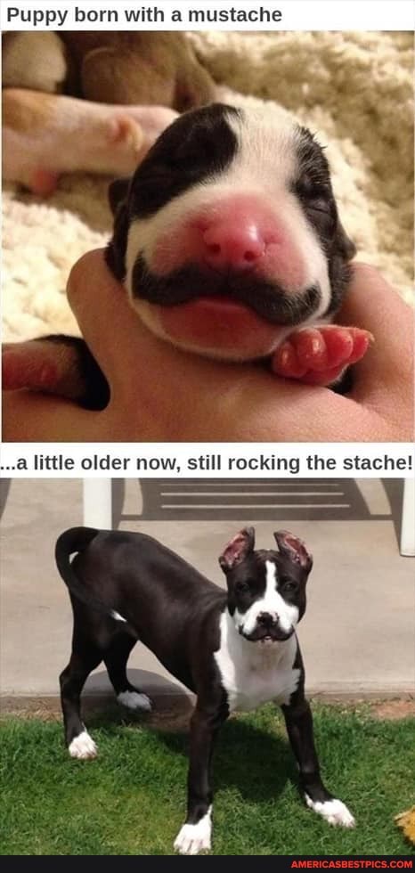 Puppy born with a mustache
...a little older now, still rocking the stache!