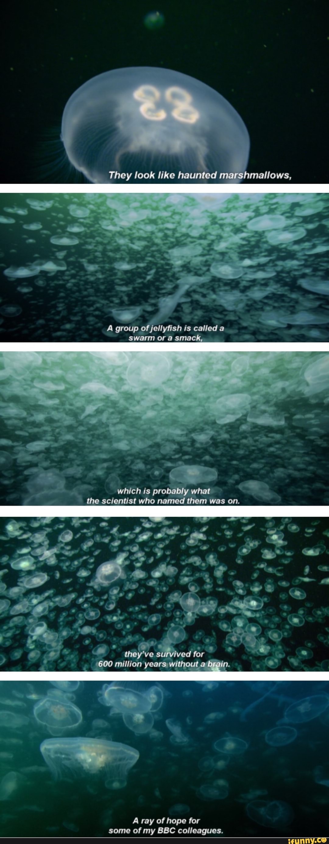 They look like haunted marshmallows, A group of jellyfish is called a