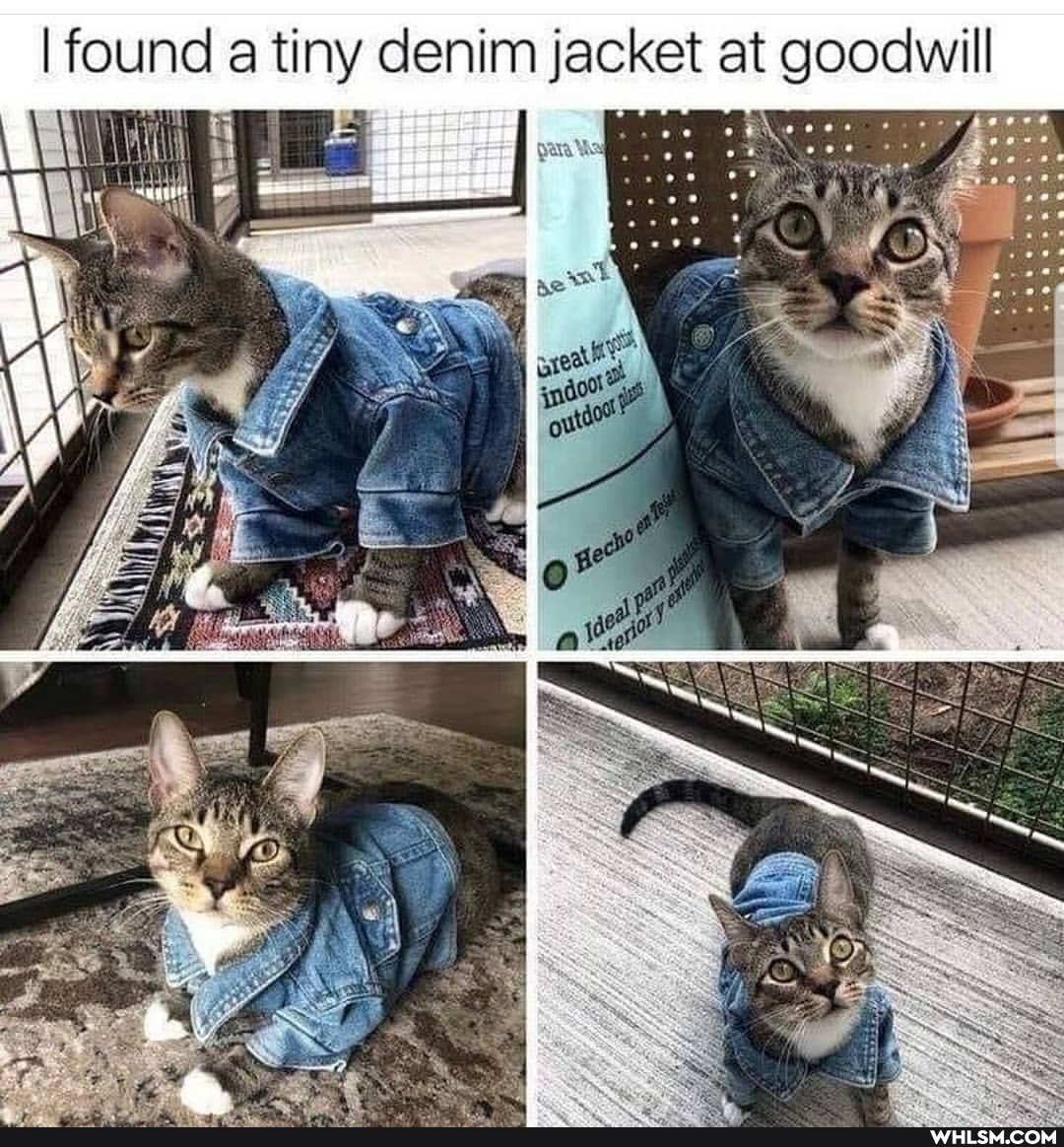 I found a tiny denim jacket at goodwill