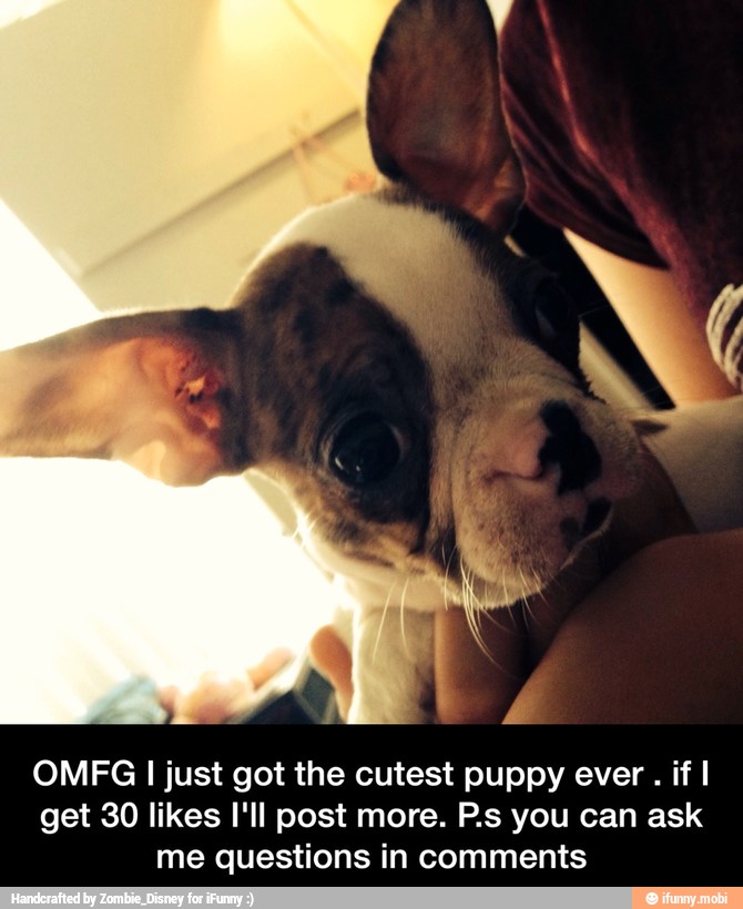 OMFG I just got the cutest puppy ever if I
get 30 likes I'll post more. P.s you can ask
me questions in comments - OMFG I just got the cutest puppy ever . if I get 30 likes I'll post more. P.s you can ask me questions in comments