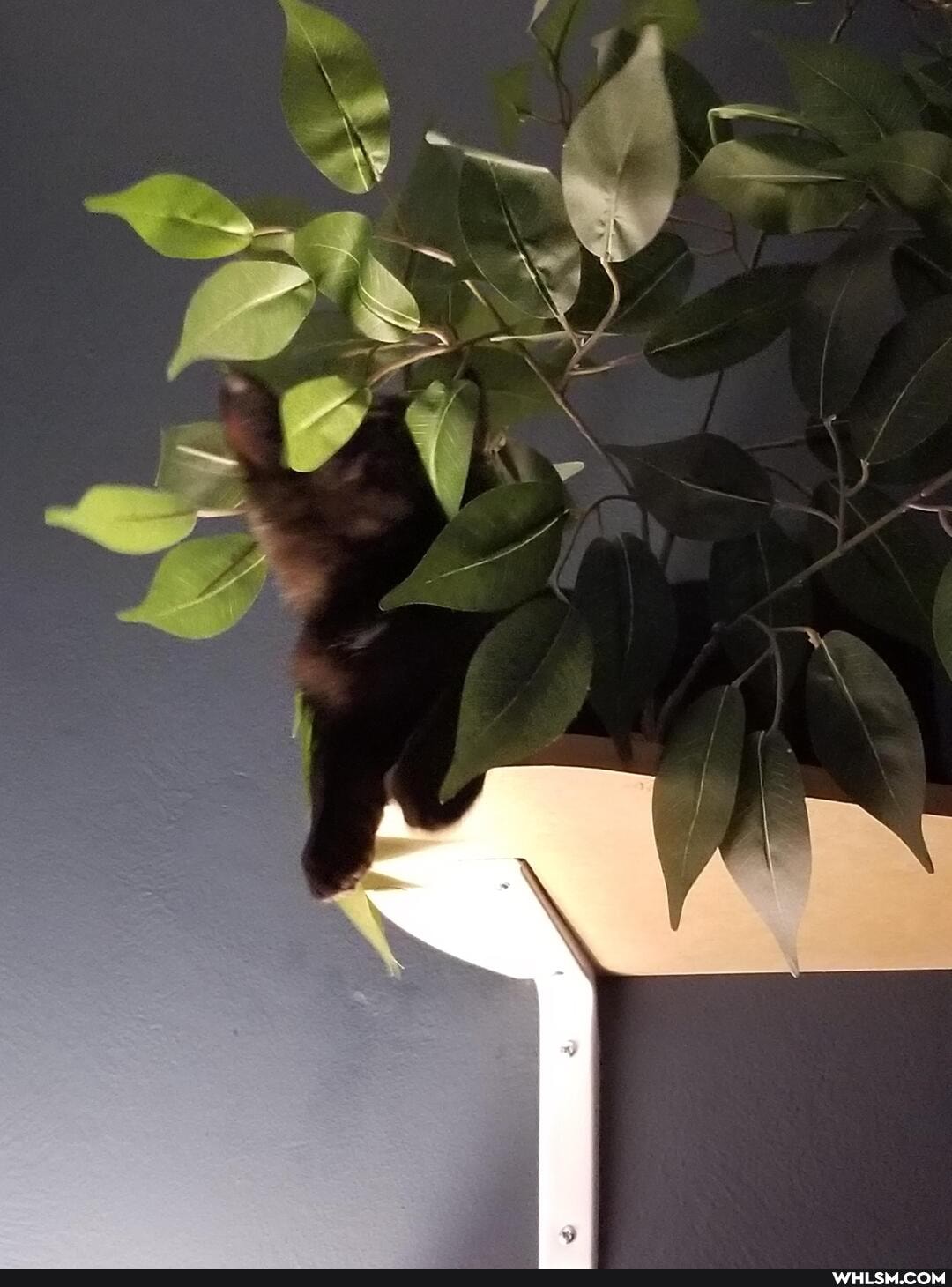 cat, aww, kitten