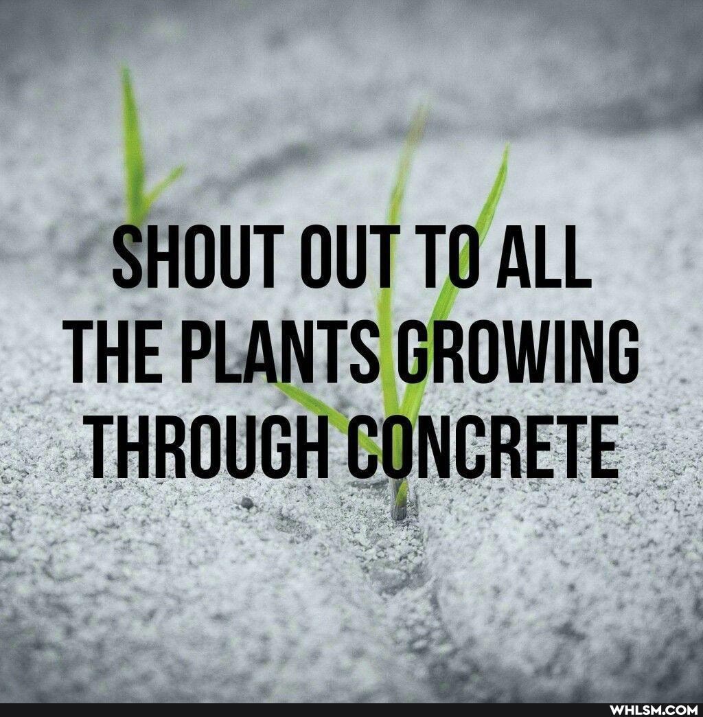 SHOUT OUT TO ALL THE PLANTS GROWING THROUGH CONCRETE.