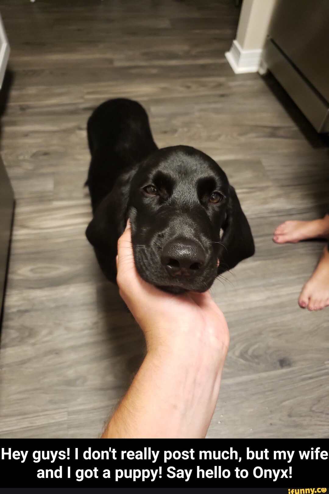 Hey guys! I don't really post much, but my wife and got a puppy! Say hello to Onyx! - Hey guys! I don't really post much, but my wife and I got a puppy! Say hello to Onyx!