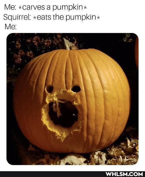 Me: scarves a pumpkin"
Squirrel "eats the pumpkin"
Me: