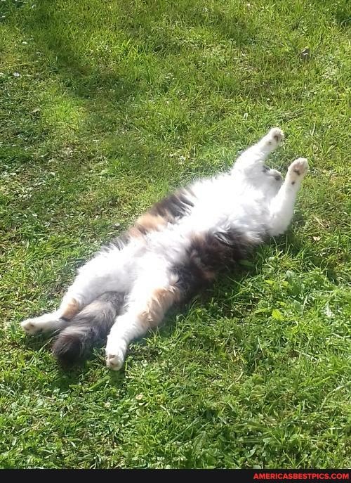 bringmecatsposts, cat, sunbathing, https, tuxxmlmseb