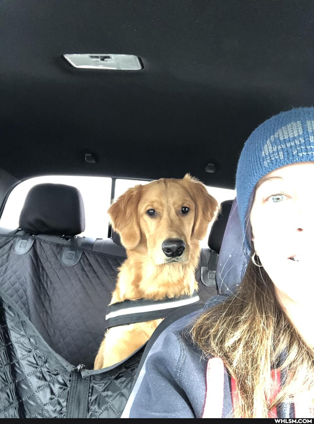 dog, aww, golden_retriever, doggo
