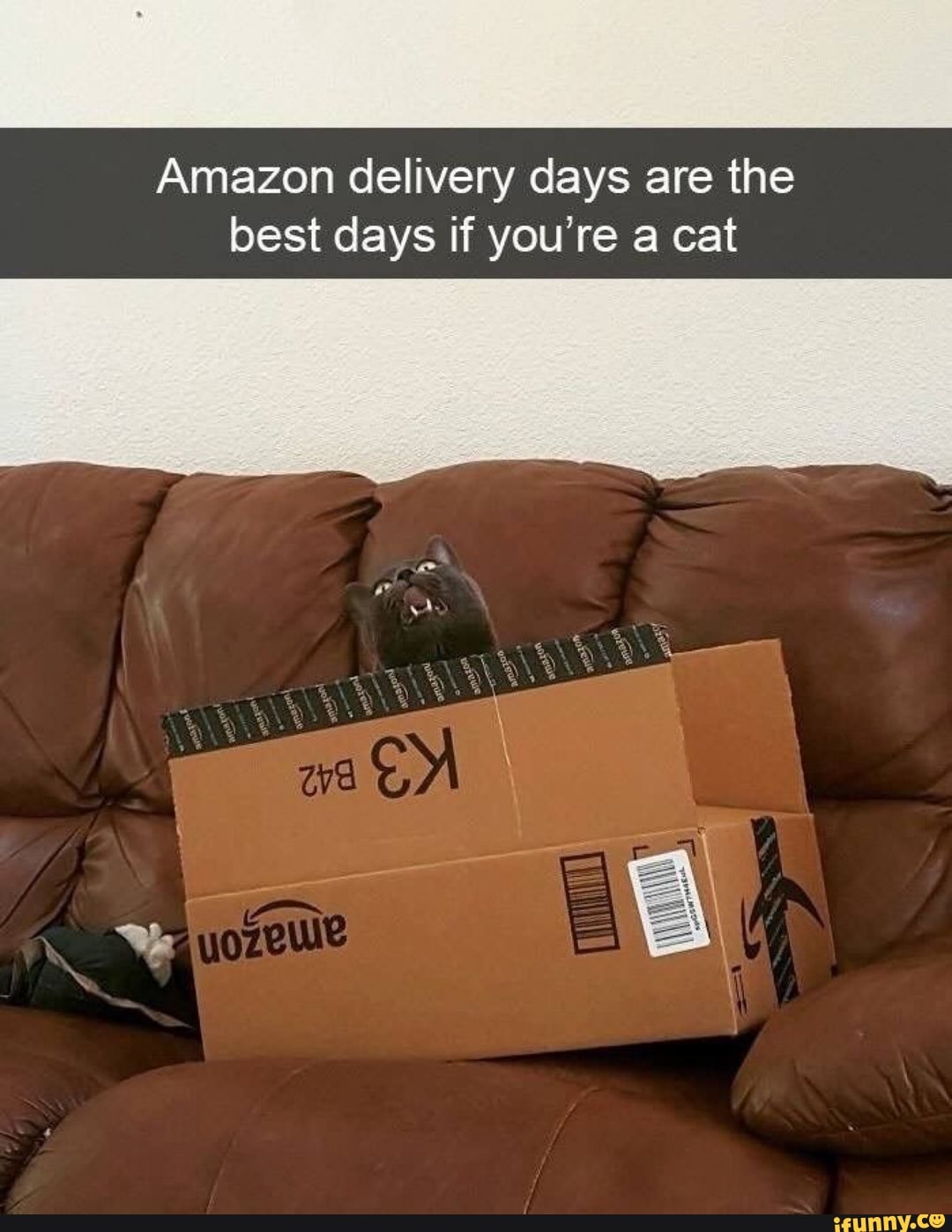 Amazon delivery days are the
best days if you're a cat