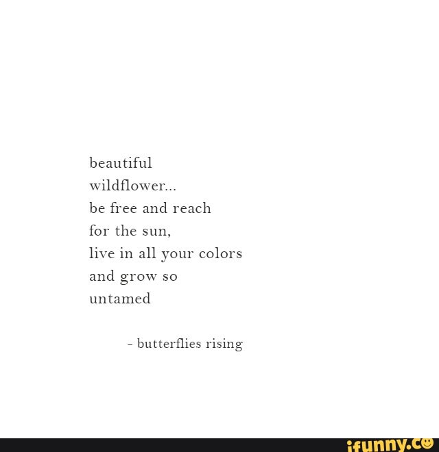 beautiful wildflower...
be free and reach
for the sun,
live in all your colors and grow so
untamed
- butterflies rising