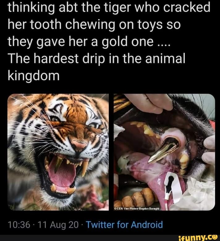 thinking abt the tiger who cracked her tooth chewing on toys so they gave her a gold one....
The hardest drip in the animal kingdom
11 Aug 20 Twitter for Android