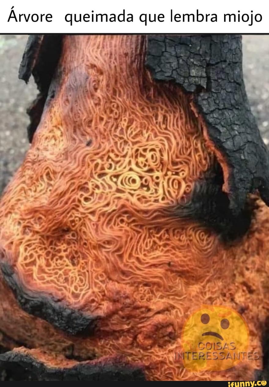 Arvore queimada que lembra miojo
. COISAS TES