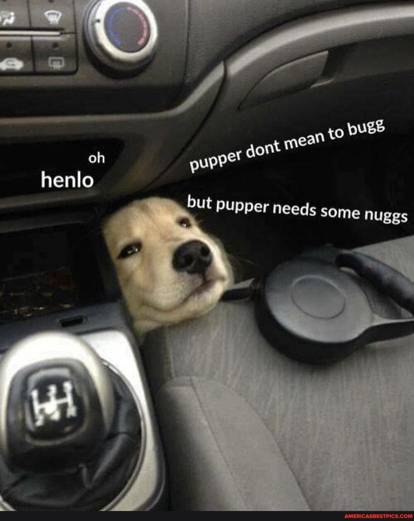 go DUES gont oh henlo but pupper needs some nu