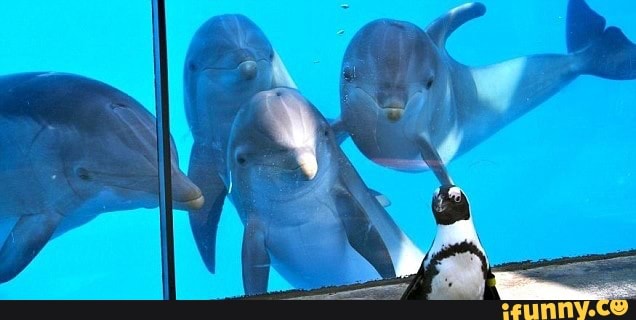 dolphin, aquaticoc, commonbottlenosedolphin, penguin