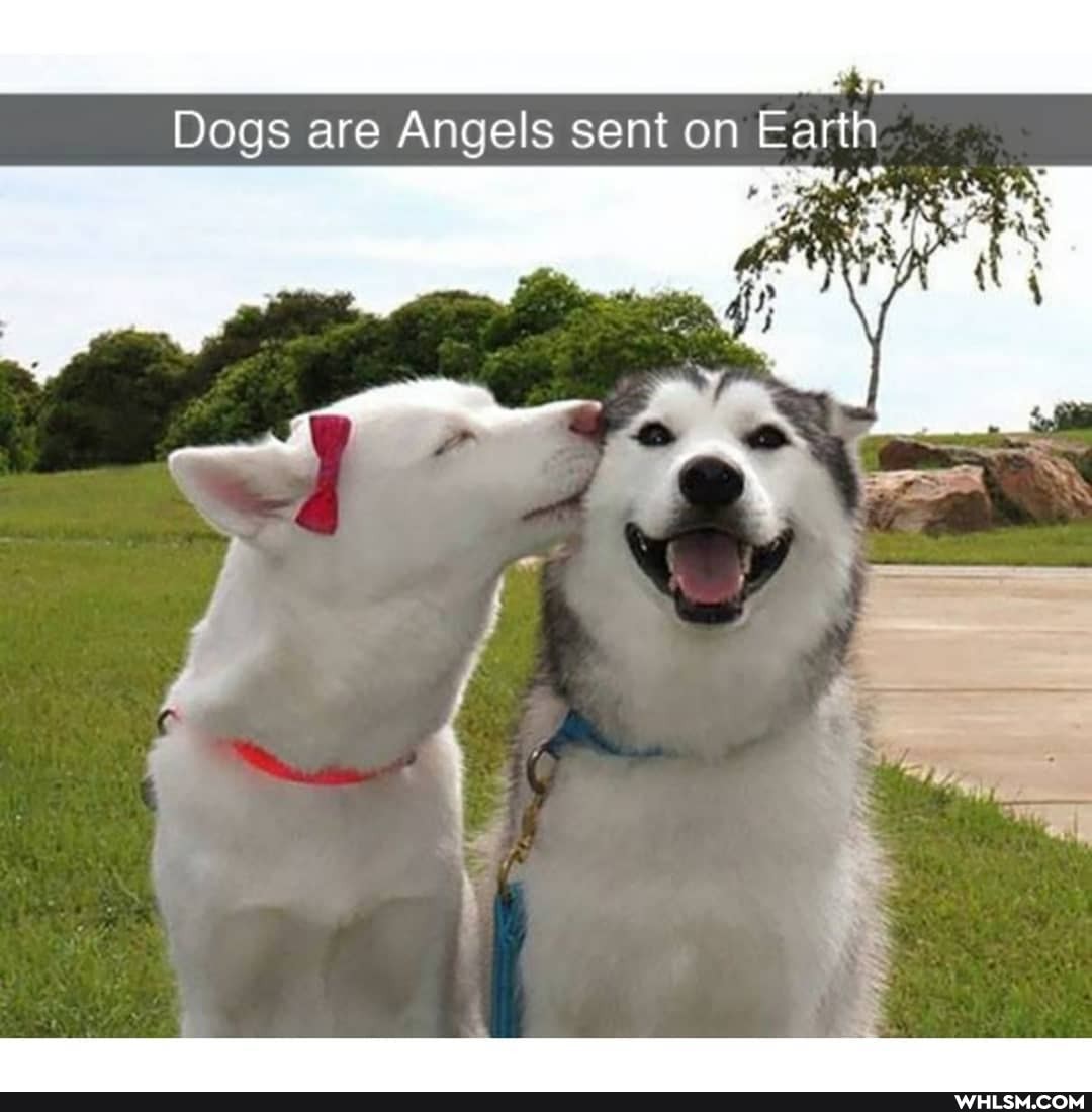 Dogs are Angels sent on Earth