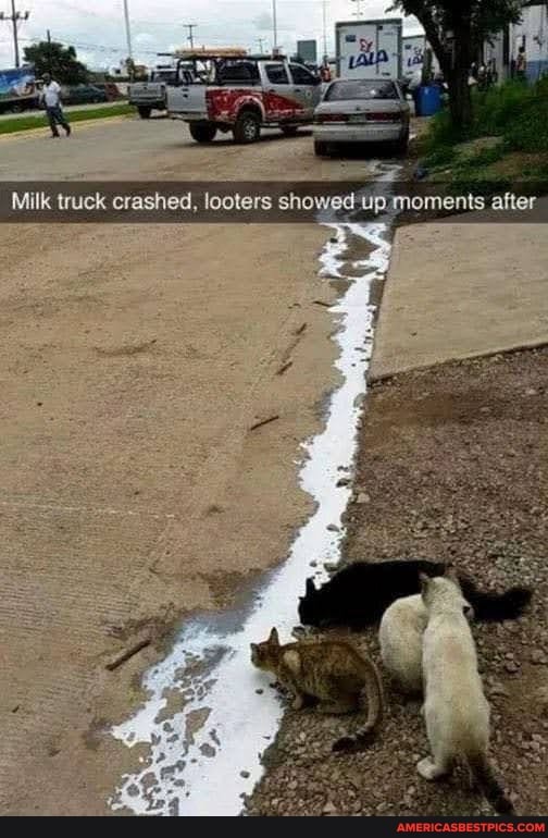 Milk truck crashed, looters showed*up moments after
