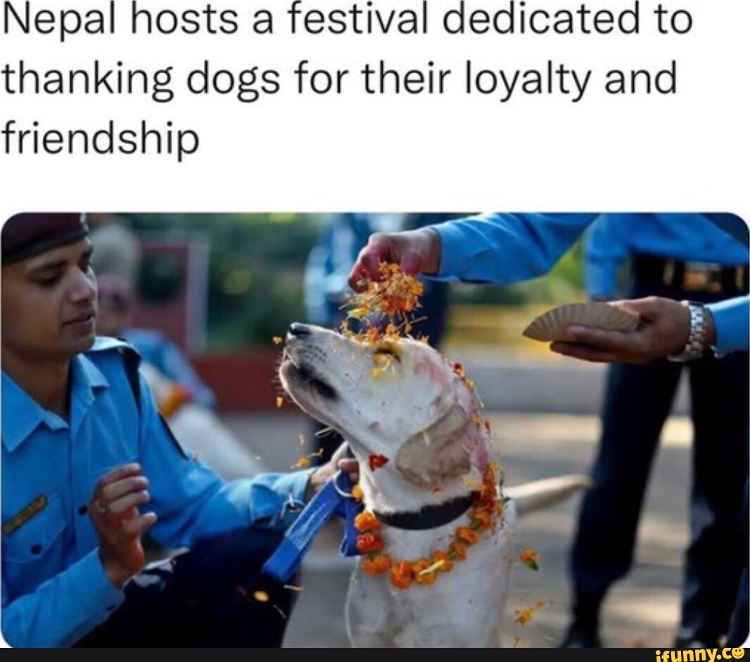 Nepal hosts a festival dedicateo to thanking dogs for their loyalty and  friendship - iFunny