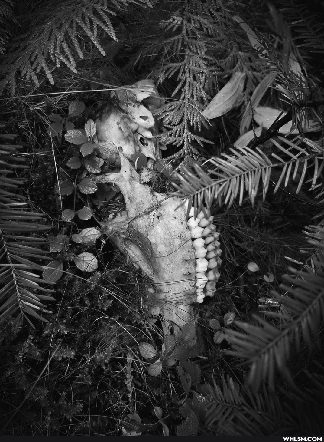 mildly_interesting, nature, creepy, wow