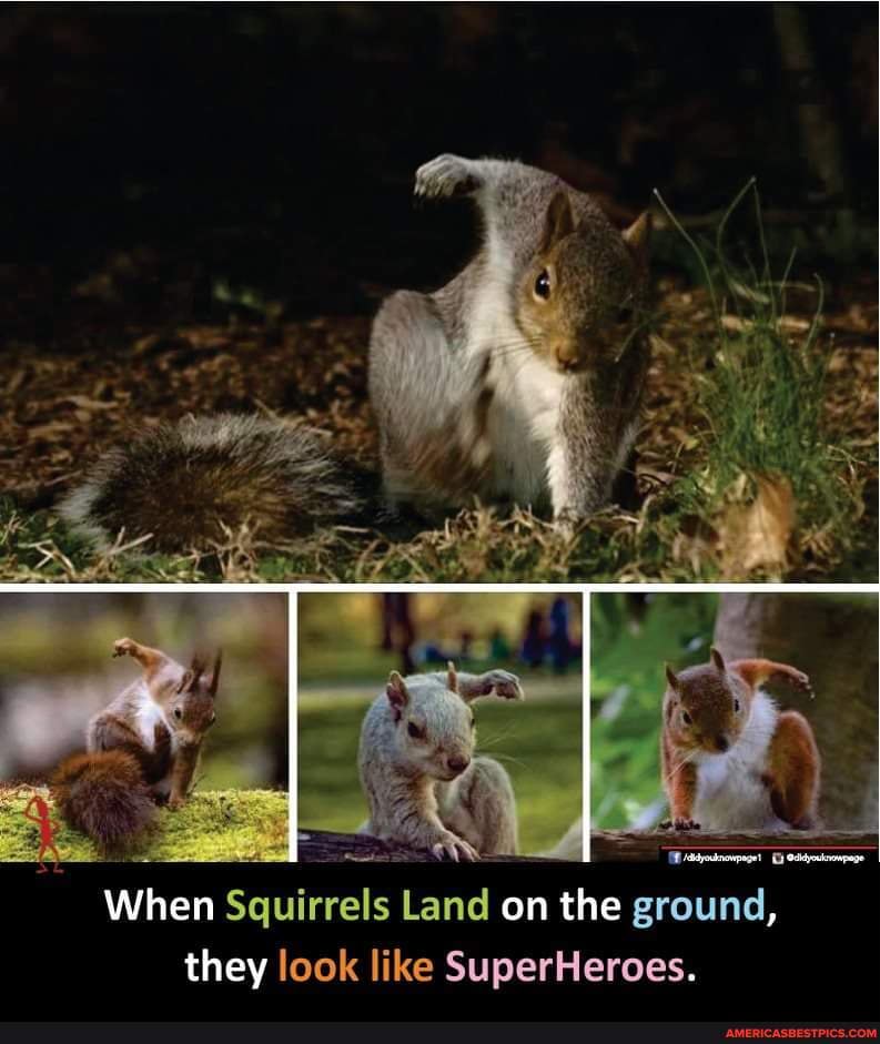 When Squirrels Land on the ground, they look like SuperHeroes