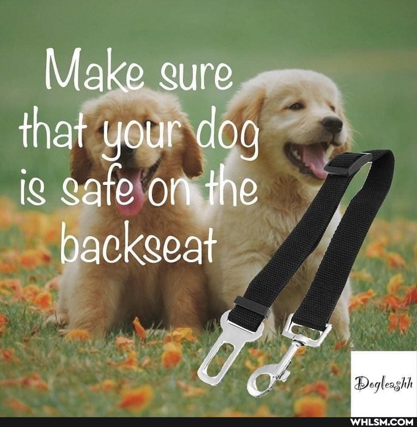 Make gure that your dog ig gate on the
backeeat