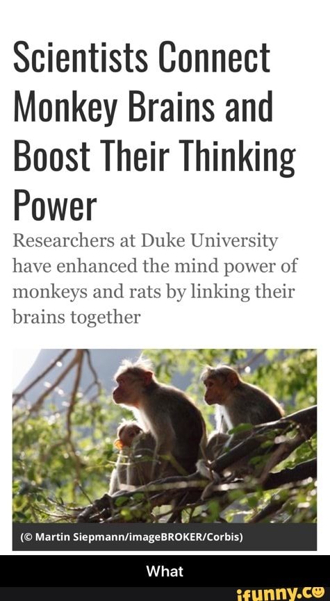 Scientists Connect
Monkey Brains and
Boost Their Thinking
Power
Researchers at Duke University have enhanced the mind power of monkeys and rats by linking their brains together
What - What