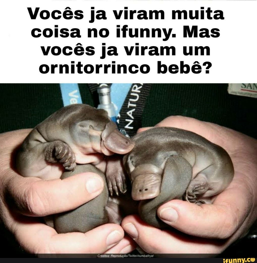 Vocês ja viram muita coisa no ifunny. Mas vocês ja viram um ornitorrinco bebê?